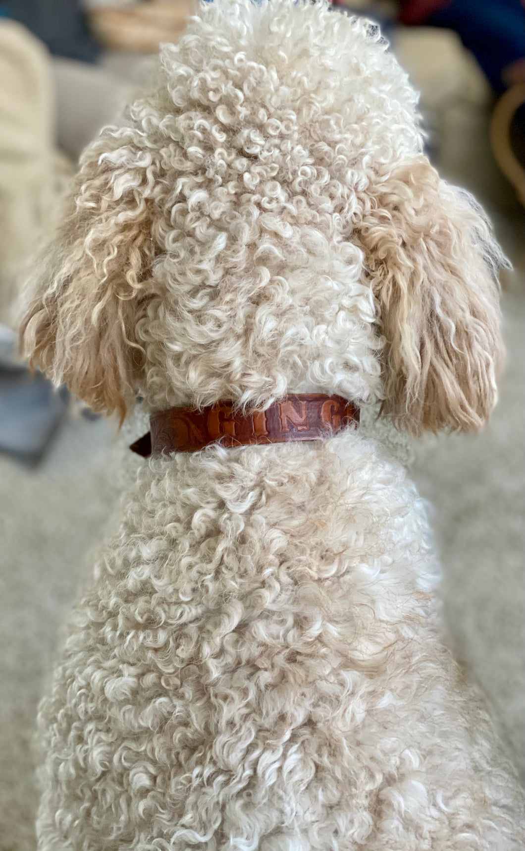 Dog Collar